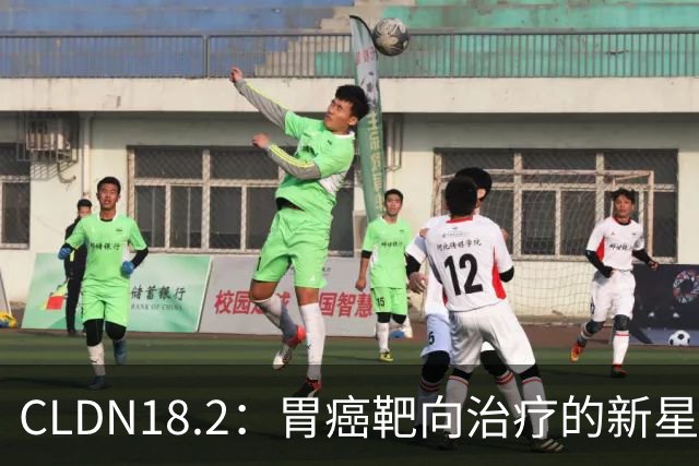 CLDN18.2：胃癌靶向治疗的新星——从生物学基础到临床转化